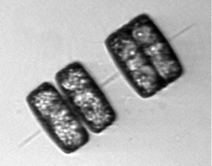 diatom2-n_265693.jpg