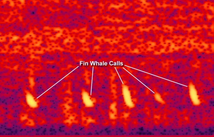 Seismic Studies Capture Whale Calls
