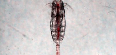 Bacteria Hitchhike on Tiny Marine Life