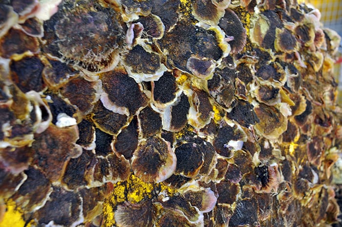 Barnacles in Bulk