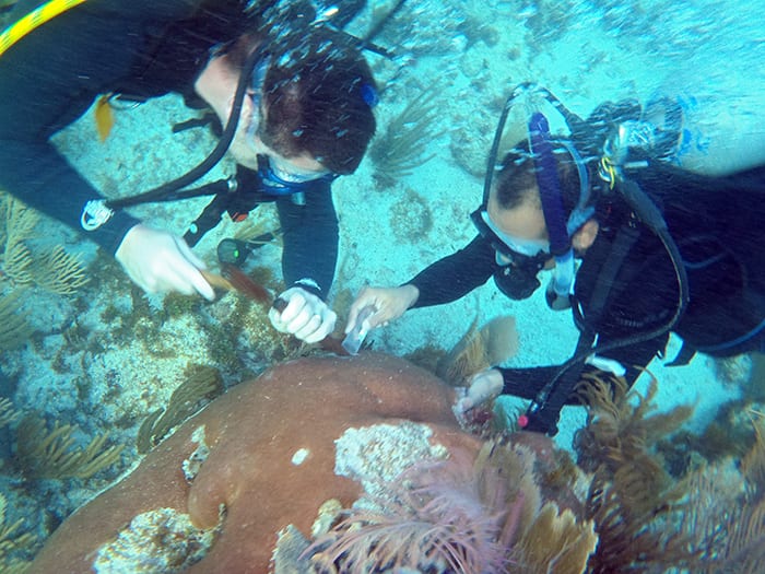 Coral Archives