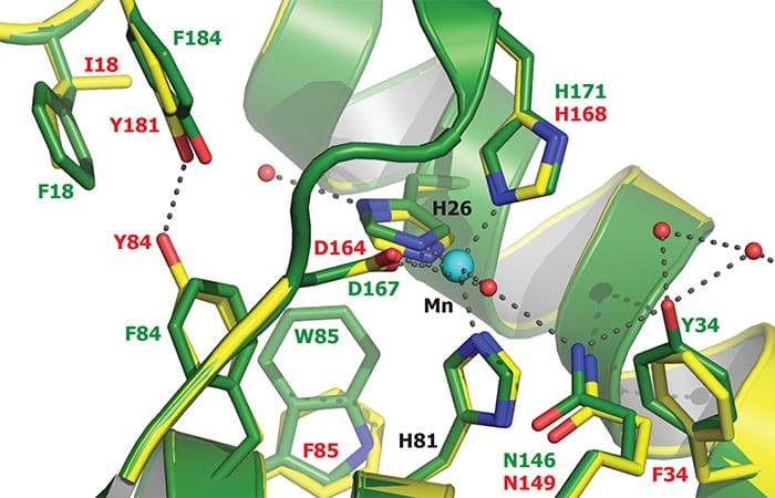 Lyme Disease Bacteria Have Quirky Needs