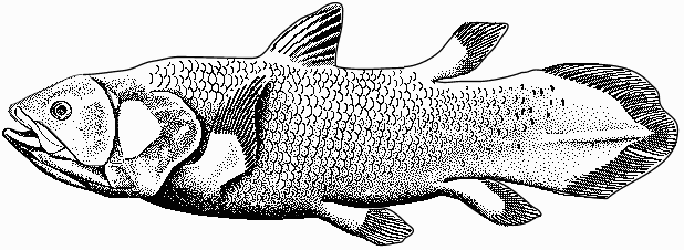 Coelacanth-bgiu-n_277214.jpg