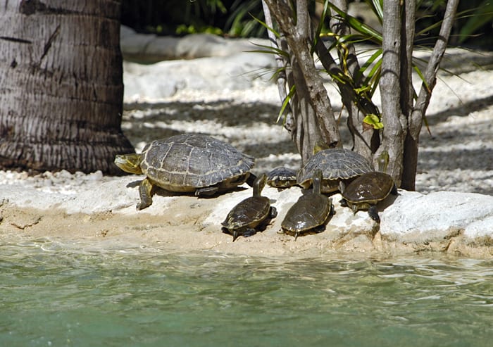 Follow the Leader