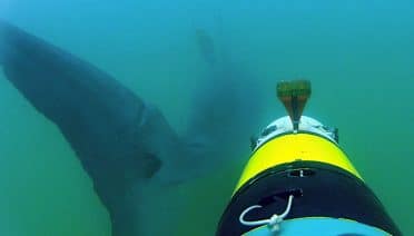 shark cam