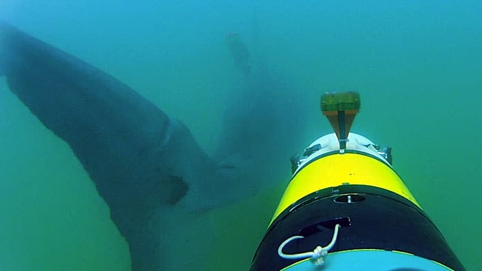 shark cam