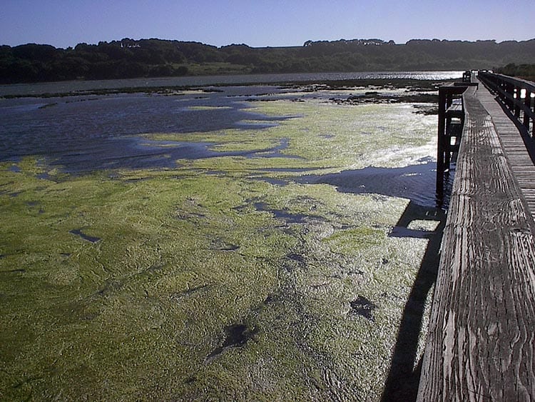 algae_750_279513.jpg