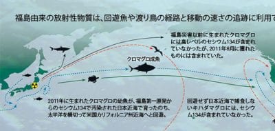 &nbsp;マグロの話