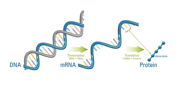 mRNA