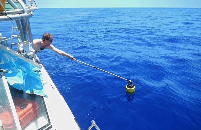 Blue Hawaii