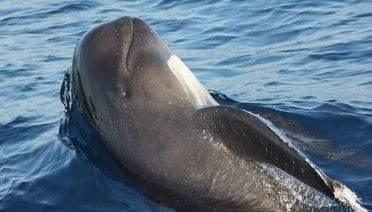 Caller IDs for Whales