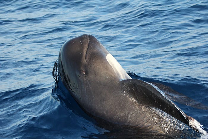 pilot-whale1-n_295497.jpg