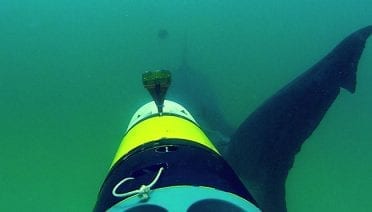 sharkcam_ss3_296235.jpg