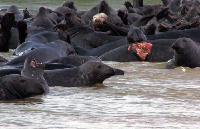 2Seals-bitten_Picture-60_297553.jpg