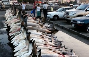 A War of Knowledge to Save Sharks