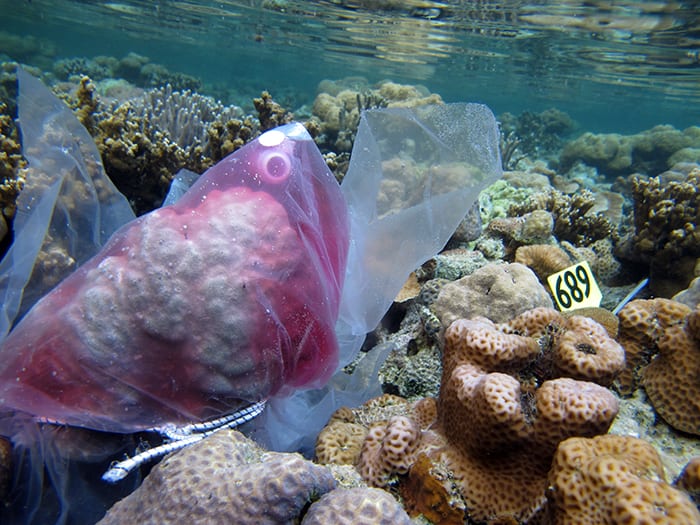 A Coral Timestamp