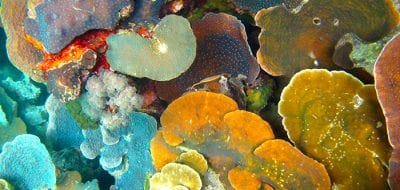 A Quest For Resilient Reefs