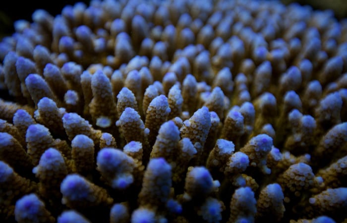 coral1_310613.jpg