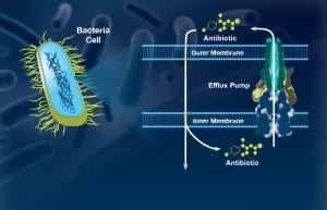 Mining Marine Microbes for New Drugs