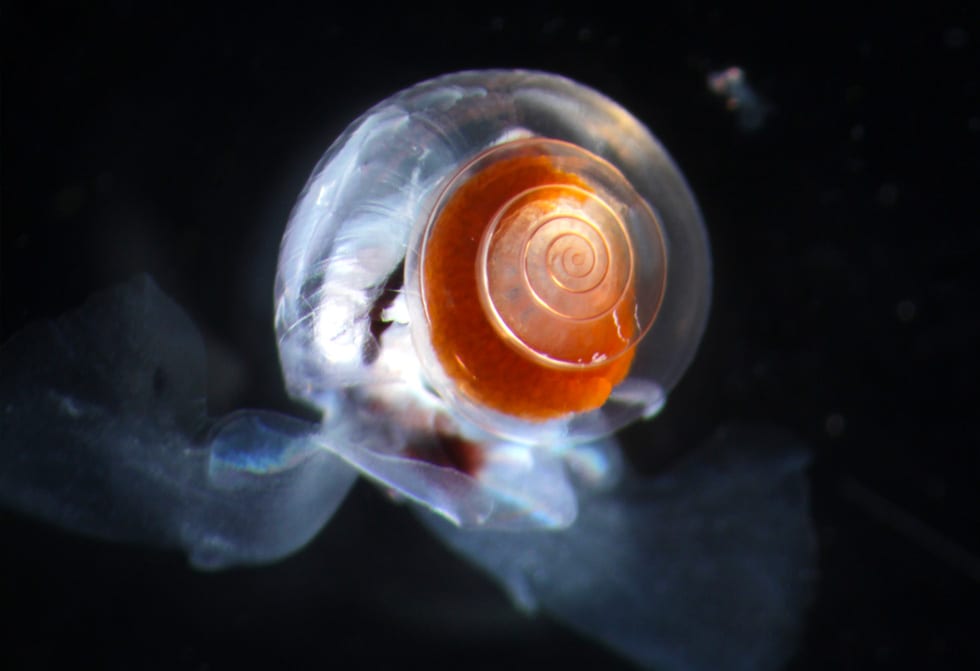 pteropods-3.jpg