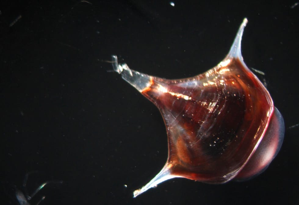 pteropods-6.jpg