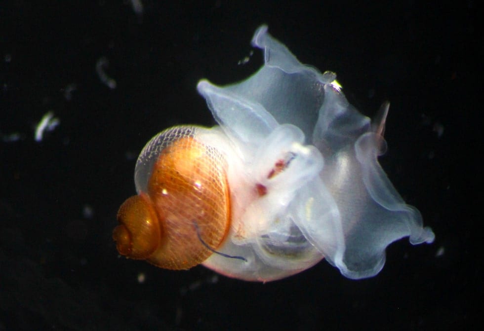 pteropods-7.jpg