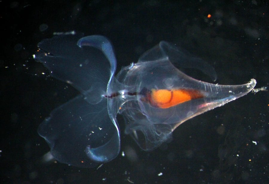 pteropods-8.jpg