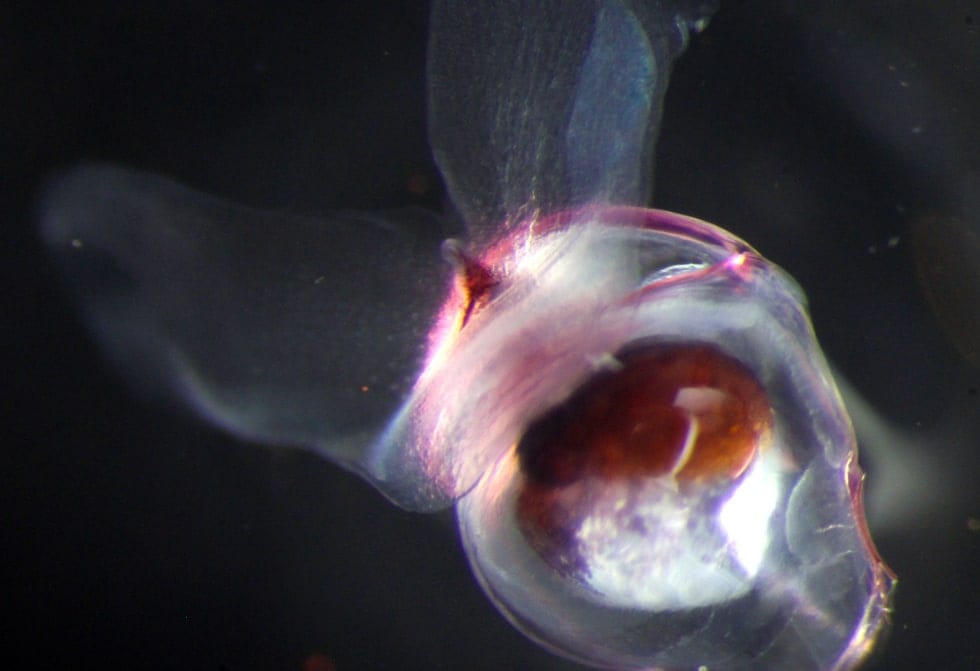 pteropods-9.jpg