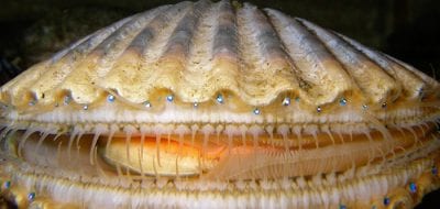 Sassy Scallops