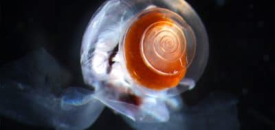 Tiny. Ubiquitous. Vital. Delicate. Vulnerable.