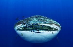 An Ocean That's No Longer Wild