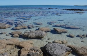 What Doomed the Stromatolites?