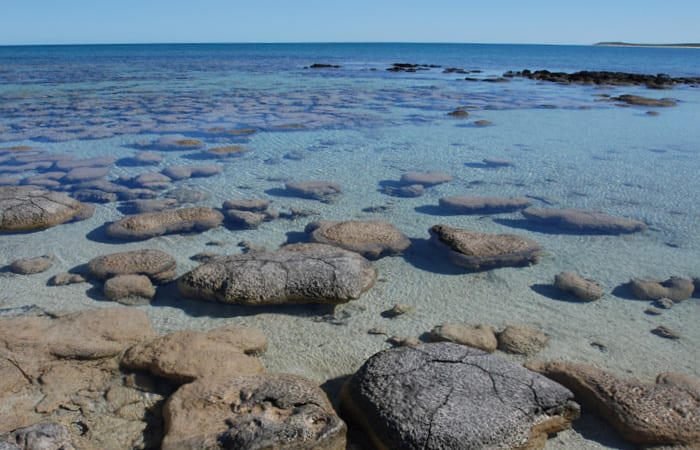 What Doomed the Stromatolites?