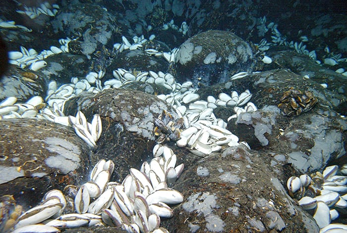 Field of Clams