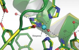 An Oddity about Lyme Disease Bacteria