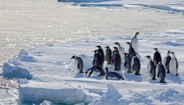 The Decline and Fall of the Emperor Penguin?
