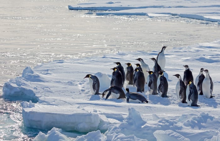 Emperor Penguins - Woods Hole Oceanographic Institution