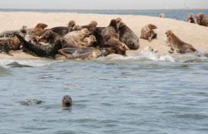 The Return of the Seals