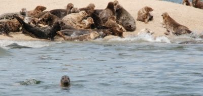 The Return of the Seals