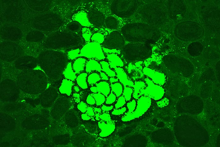 One Cell, Many Rooms