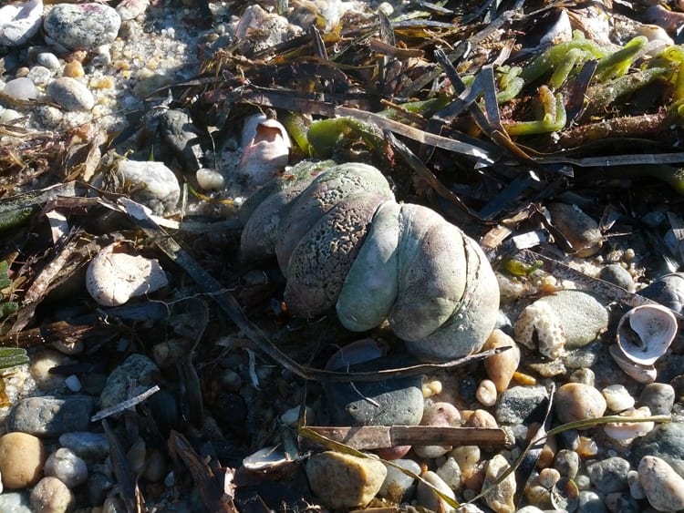 SlipperLimpet750_314493.jpg