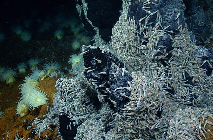 Deepsea Oasis