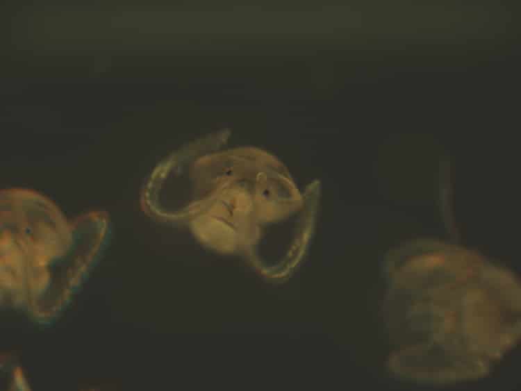 larval_crepidula350_314533.jpg