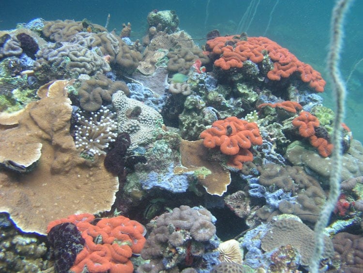 PICRC_coral_350_320254.jpg