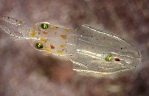 Can Squid Abide Ocean's Lower pH?