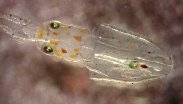 Can Squid Abide Ocean's Lower pH?