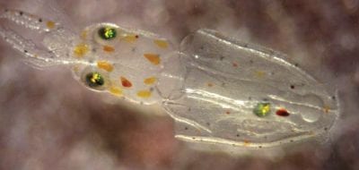 Can Squid Abide Ocean's Lower pH?
