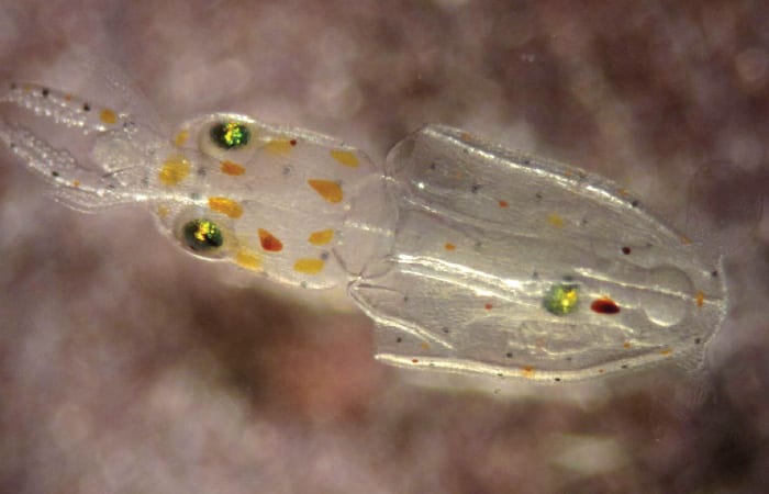 Can Squid Abide Ocean's Lower pH?