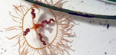 Mysterious Jellyfish Makes a Comeback