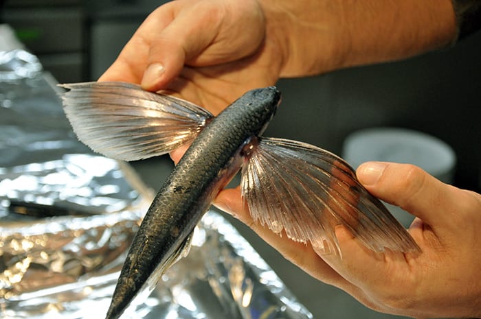 Something Fishy